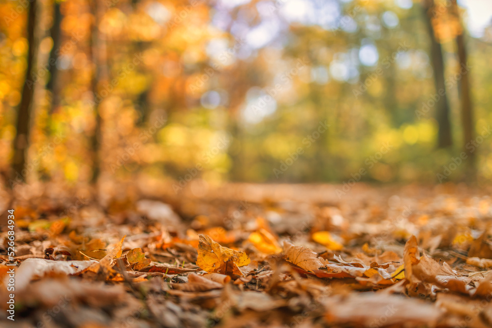 Abstract soft focus sunset leaves landscape of yellow golden forest warm sunset sunrise time. Tranquil autumn nature closeup and blurred forest background. Idyllic nature foliage, tranquil scenic