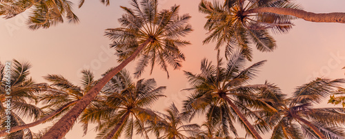 Romantic vibes of tropical palm tree with sun light on sky background. Outdoor sunset exotic foliage, closeup nature landscape. Coconut palm trees and shining sun over bright sky. Summer spring nature