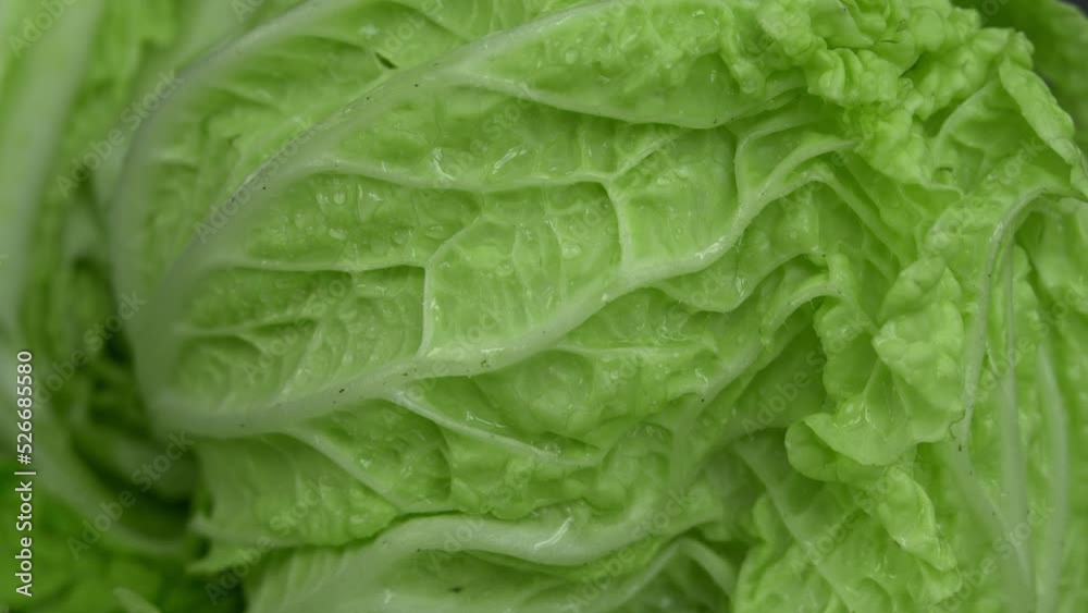 Camera movement on fresh leafs with water drops chinese cabbage. Macro shot of greens. Harvest vegetables Camera movement on fresh leafs with water drops chinese cabbage. Macro shot of greens. Harvest vegetables