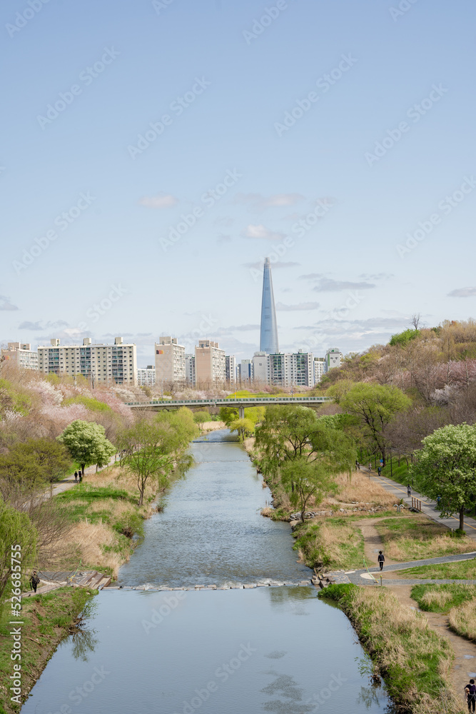 Cherry Blossom Trees Announce Spring in Seoul