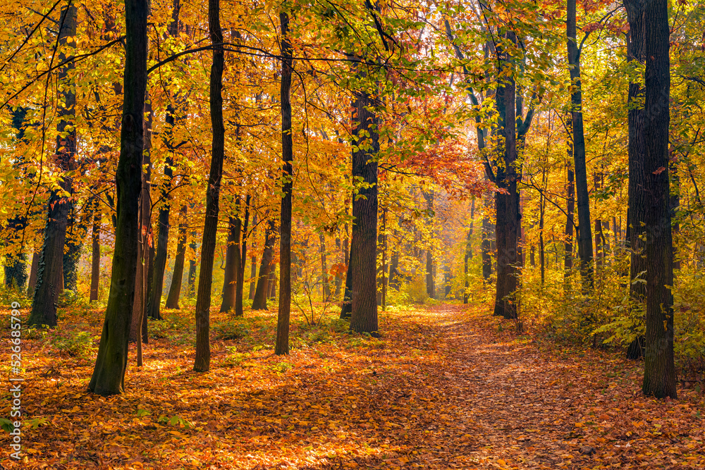 Beautiful trail in autumn forest. Sunshine through the trees. Autumn leaves, gold yellow orange vivid colors. Fall adventure background, nature freedom tranquil foliage. Peaceful sunny landscape path Beautiful trail in autumn forest. Sunshine through the trees. Autumn leaves, gold yellow orange vivid colors. Fall adventure background, nature freedom tranquil foliage. Peaceful sunny landscape path