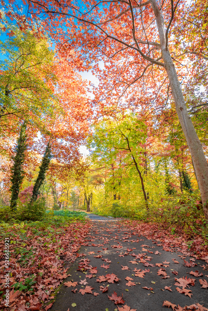 Naklejka premium Beautiful panoramic autumn forest nature. Vivid landscape in bright colorful fall leaves, dream trees. Amazing vertical nature panorama, fantasy idyllic scenic, tranquil sunset travel pathway