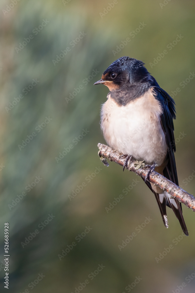 Fototapeta premium Barn swallow