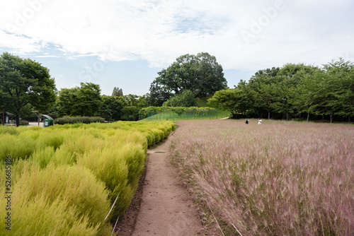 path in the countryside