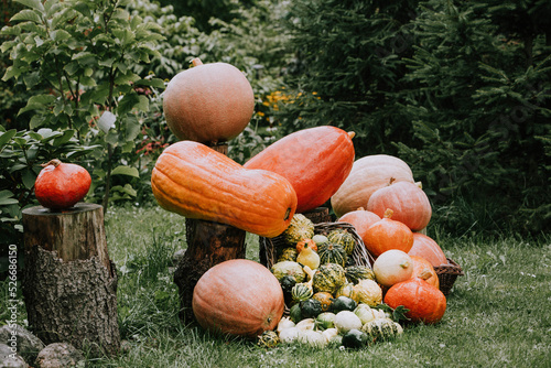 Dynie dekoracyjne w starym ogrodzie vintage - przygotowania do halloween, październik, jesień photo