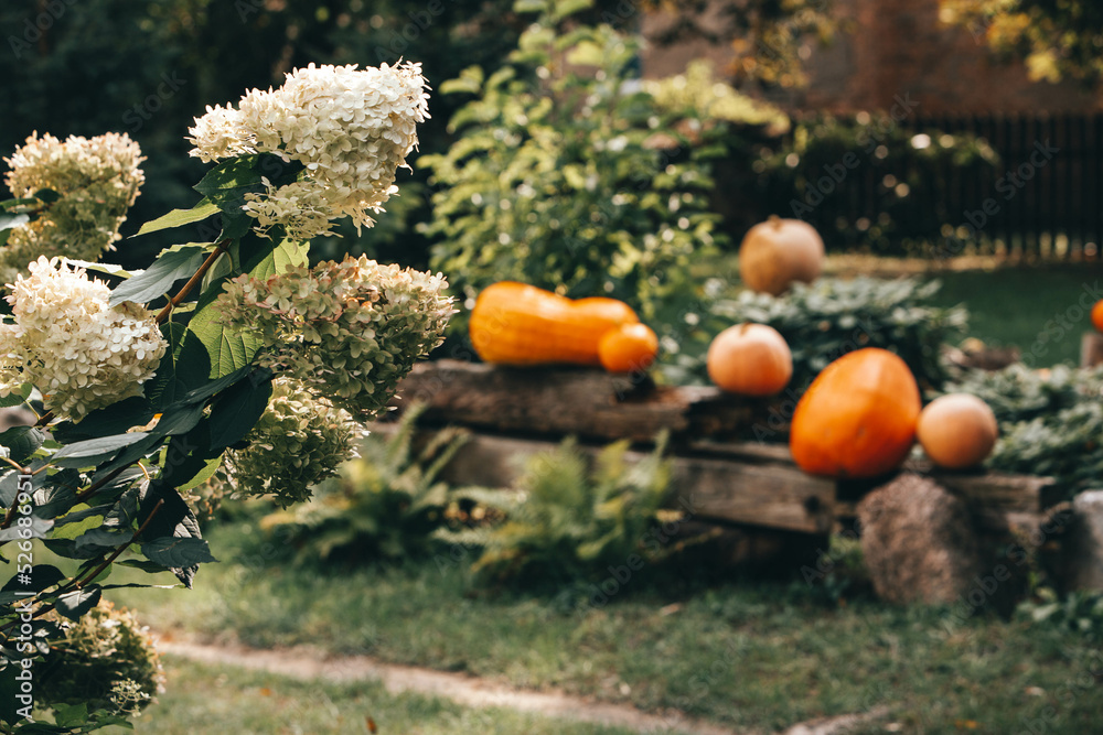 Dynie ozdobne - jesień w ogrodzie  - obrazy, fototapety, plakaty 