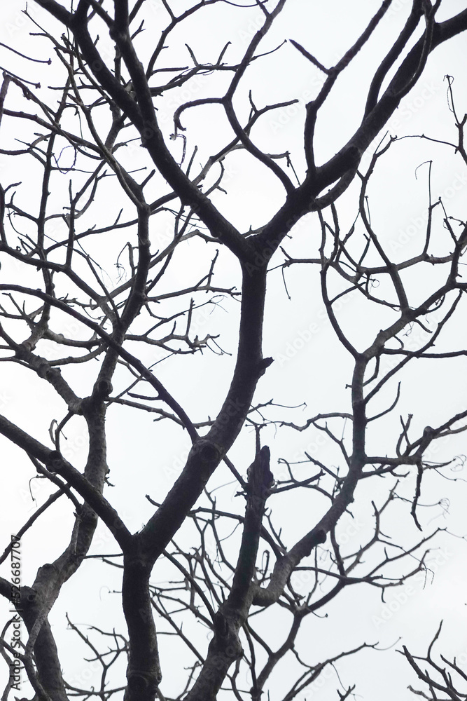 Tree twigs without Leaves in the park at Sun set Tree twigs without Leaves in the park at Sun set