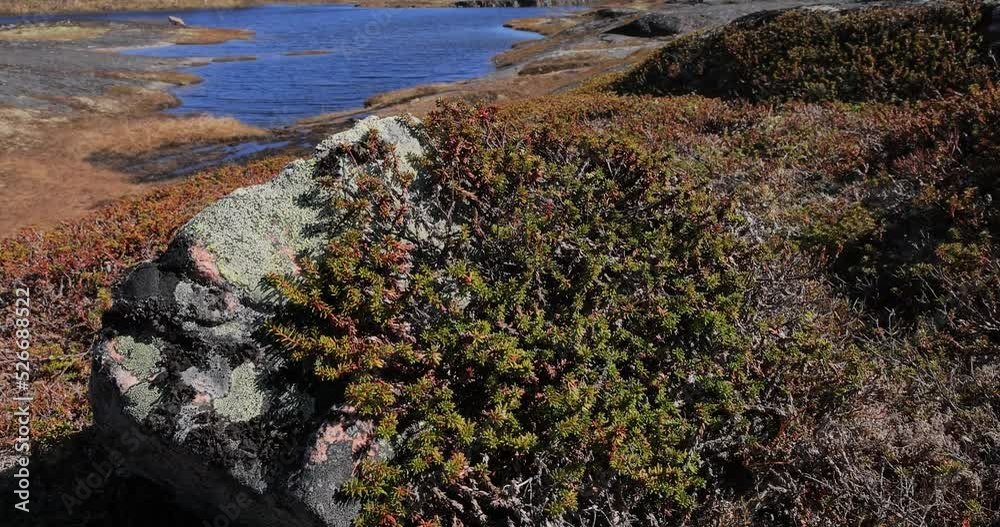 Arctic Tundra. Empetrum is a genus of three species of dwarf evergreen shrubs in the heath family Ericaceae. They are commonly known as crowberries and bear edible fruit. Arctic Tundra. Empetrum is a genus of three species of dwarf evergreen shrubs in the heath family Ericaceae. They are commonly known as crowberries and bear edible fruit.