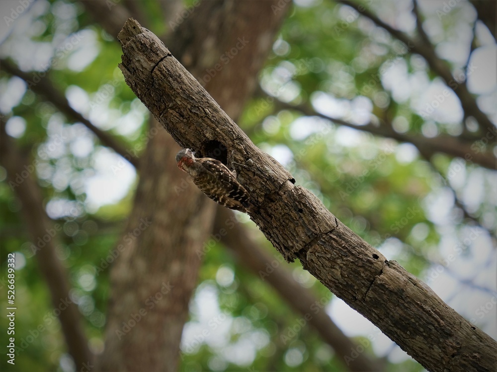The cardinal woodpecker burrowing through wood in a Sulawesi forest.