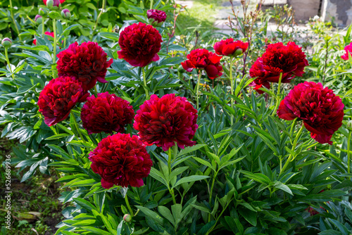 Fototapeta Naklejka Na Ścianę i Meble -  Red Peony albiflora. Paeonia officinalis Command Performance in the garden