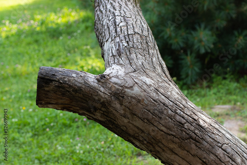 Beautifully curved tree trunk with gray bark