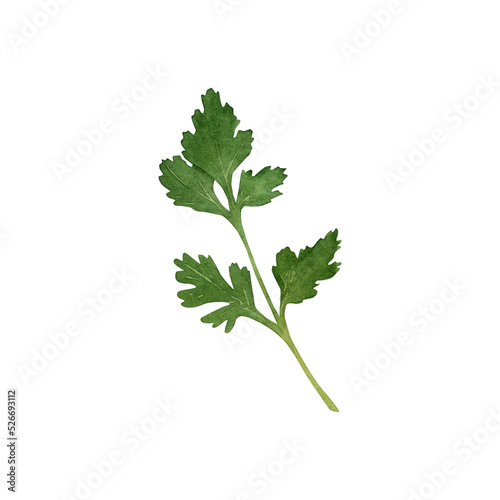 Hand-drawn watercolor parsley illustration isolated on white background. Greenery, culinary herb, seasoning. Organic vegetables collection. Healthy vegetarian food, cooking ingredient, harvest time