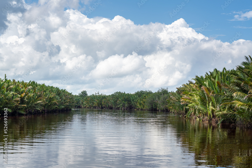 Jungle river in Borneo. Tanjung Puting National Park, Indonesia