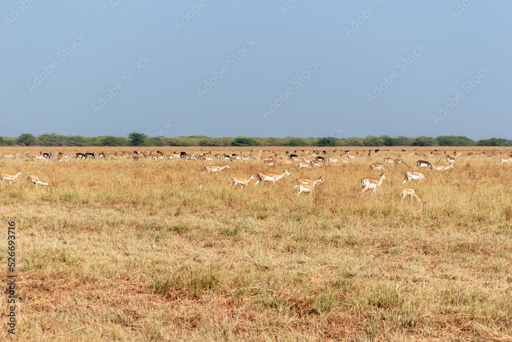 A large herd of blackbucks grazing in the vast grasslands of the Velavadar National Park near Bhavnagar in Gujarat, India. A large herd of blackbucks grazing in the vast grasslands of the Velavadar National Park near Bhavnagar in Gujarat, India.