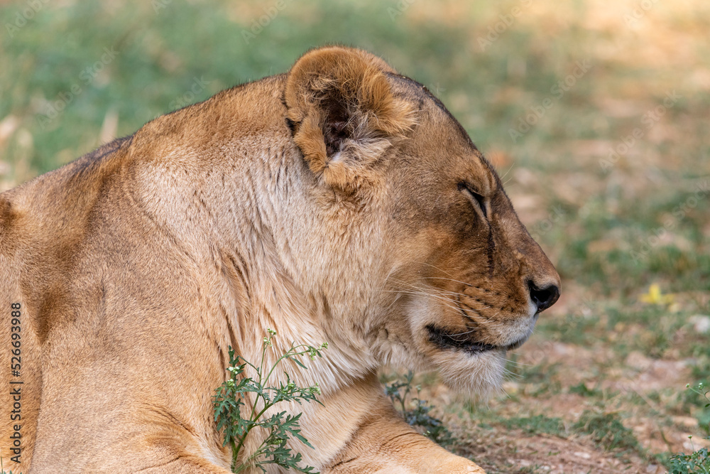 A portrait of a lioness relaxing on grass in a park in India A portrait of a lioness relaxing on grass in a park in India