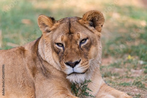 A portrait of a lioness relaxing on grass in a park in India