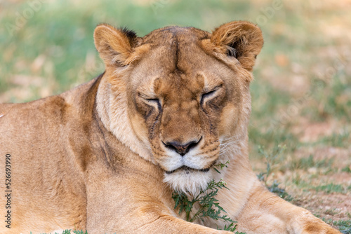 A portrait of a lioness relaxing on grass in a park in India
