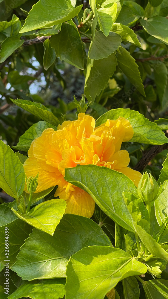 Fototapeta premium yellow flowers