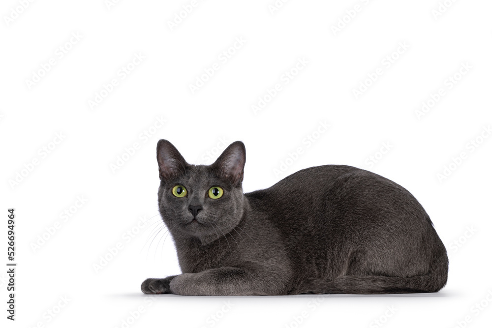 Young adult Korat cat, laying down side ways. Looking straight to camera with green eyes. Isolated on a white background.