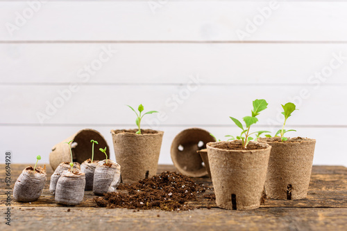 Potted flower seedlings growing in biodegradable peat moss pots. Zero waste, recycling, plastic free concept. photo