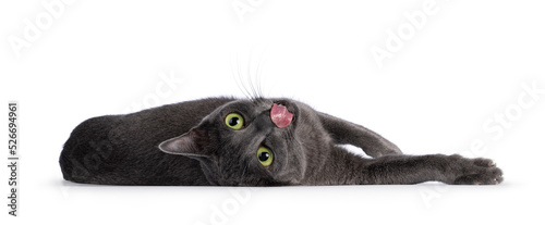 Fotografie Young adult Korat cat, laying down on side very relaxed