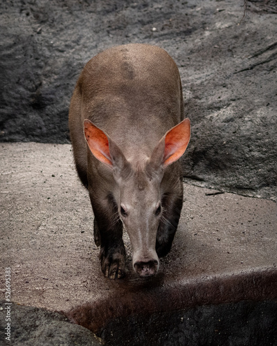 Closeup vertical shot of a nocturnal wild aardvark walking alone photo