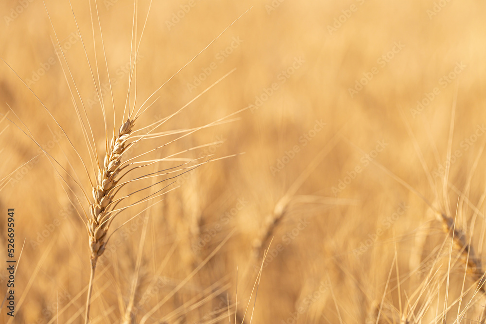 Wheat field on a sunny day. Grain farming, ears of wheat close-up. Agriculture, growing food products. Wheat field on a sunny day. Grain farming, ears of wheat close-up. Agriculture, growing food products.