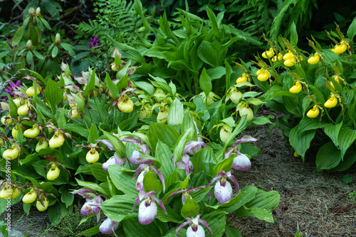 Beautiful orchid flowers of yellow and pink color. Lady's-slipper  hybrids. photo
