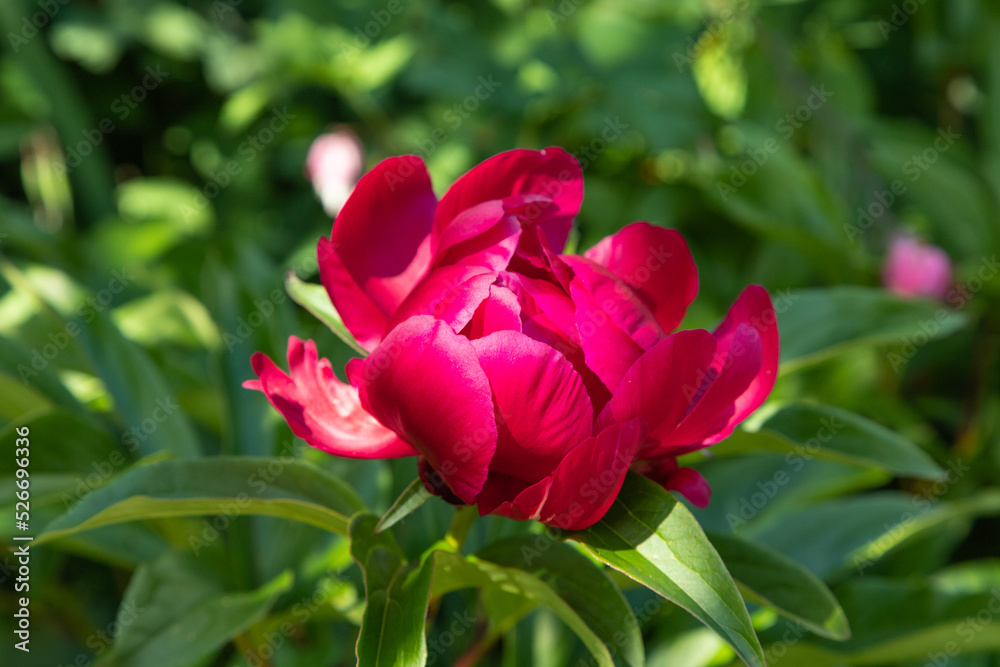 Beautiful peony pink flowers. close up