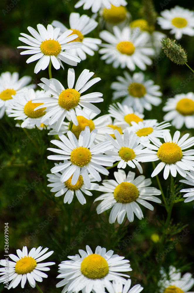 Daisies