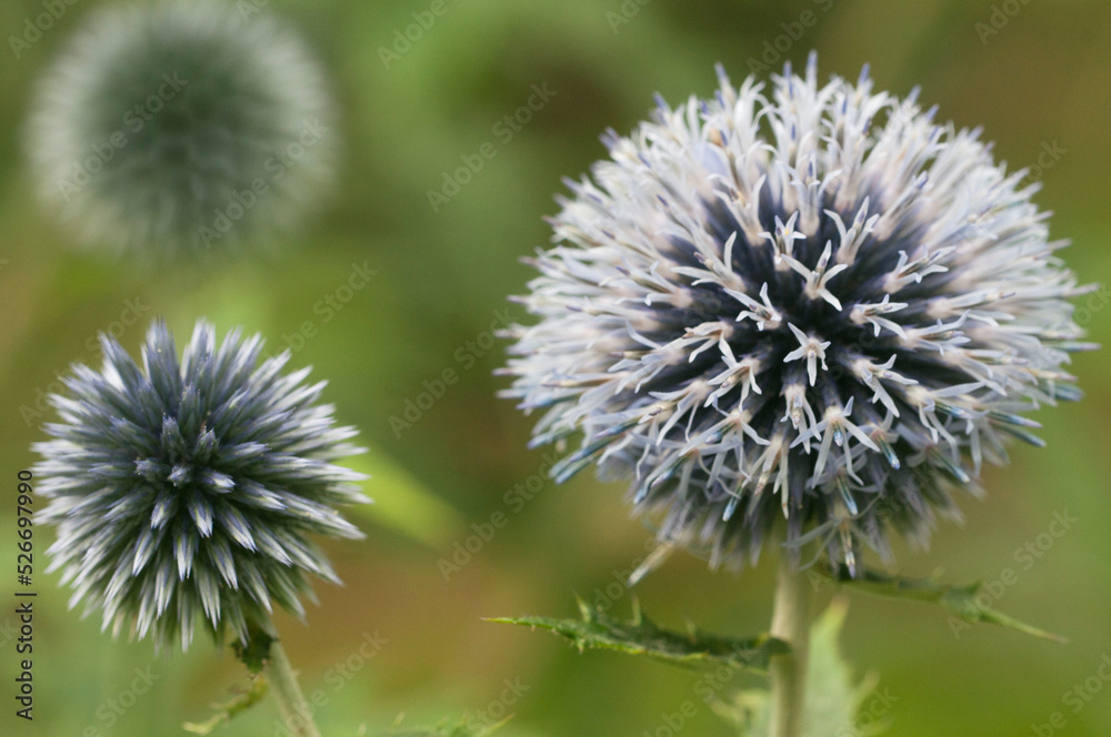 Flower head of great globe thistle Flower head of great globe thistle
