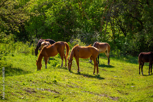 A herd of horses graze in the meadow in summer and spring, the concept of cattle breeding, with space for text.