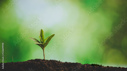 Young small green new life growth on soil in ecology nature. Care plant trees and grow seedlings and protect in garden in earth on world environment day. development environmental-agriculture concept © doidam10