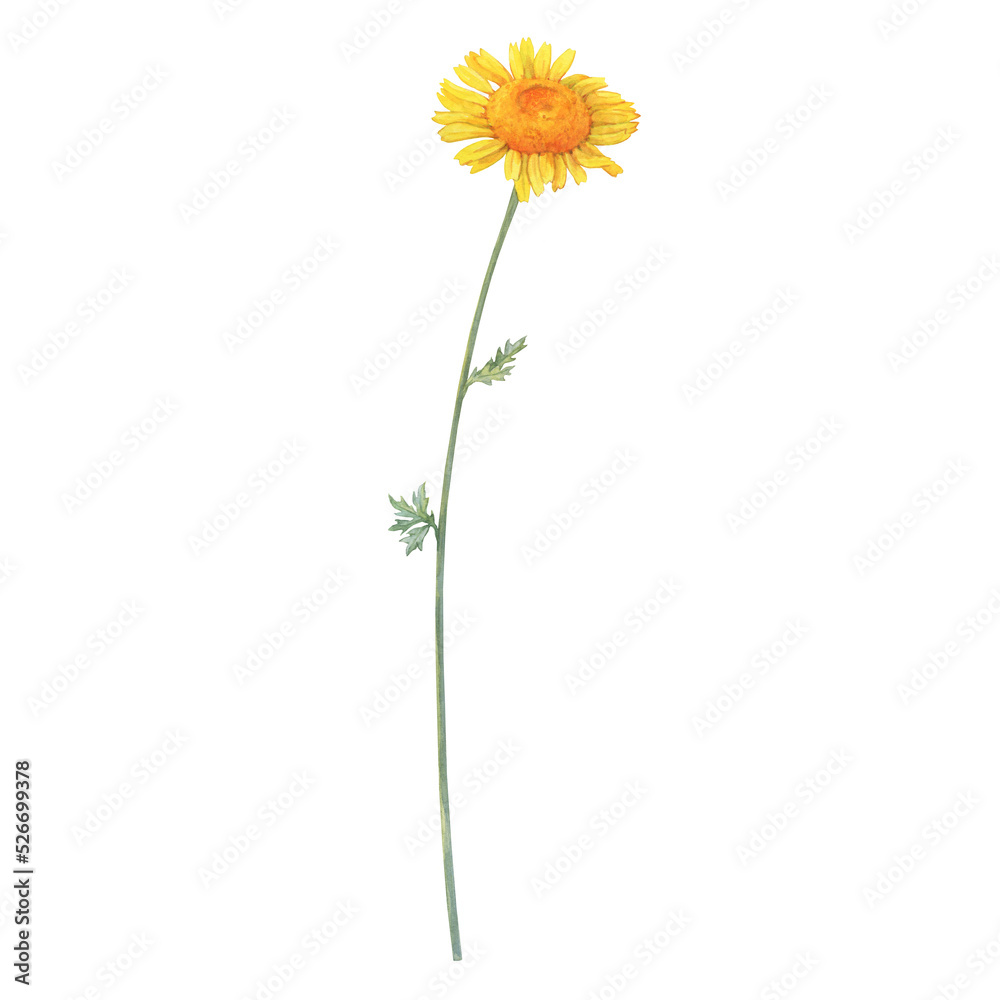 Summer field golden dyer's chamomile flower (yellow cota, Paris daisy, Anthemis tinctoria). Watercolor hand drawn painting illustration, isolated on white background. Summer field golden dyer's chamomile flower (yellow cota, Paris daisy, Anthemis tinctoria). Watercolor hand drawn painting illustration, isolated on white background.