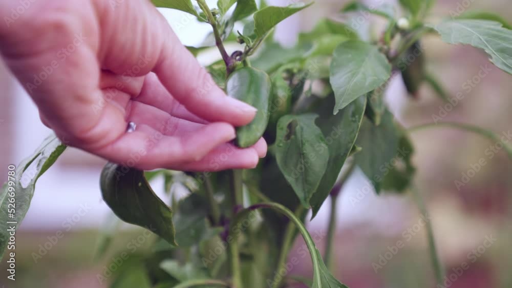 A hand checking and touching homegrown fresh green peppers in the garden. A hand checking and touching homegrown fresh green peppers in the garden.