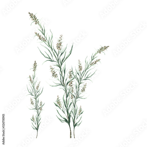 Sprout with buds and leaves of artemisia