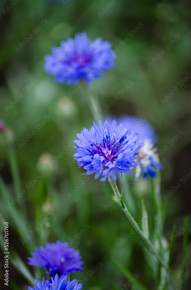 Cornflowers