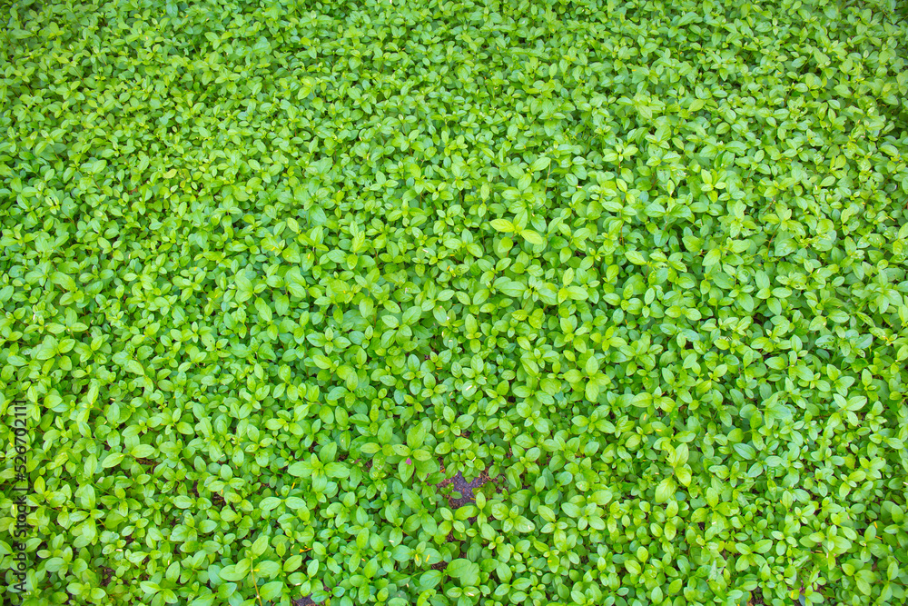 Little Green leaves background for design art work or add text message. Natural pattern plant leaf fresh for backdrop.