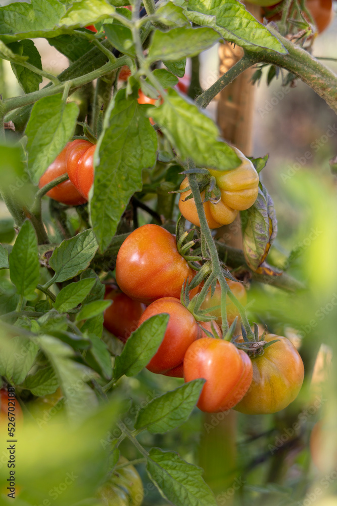 tomates dans le potager