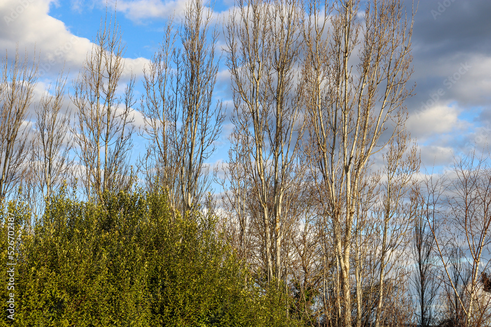row of trees with bare branches in winter against blue sky row of trees with bare branches in winter against blue sky