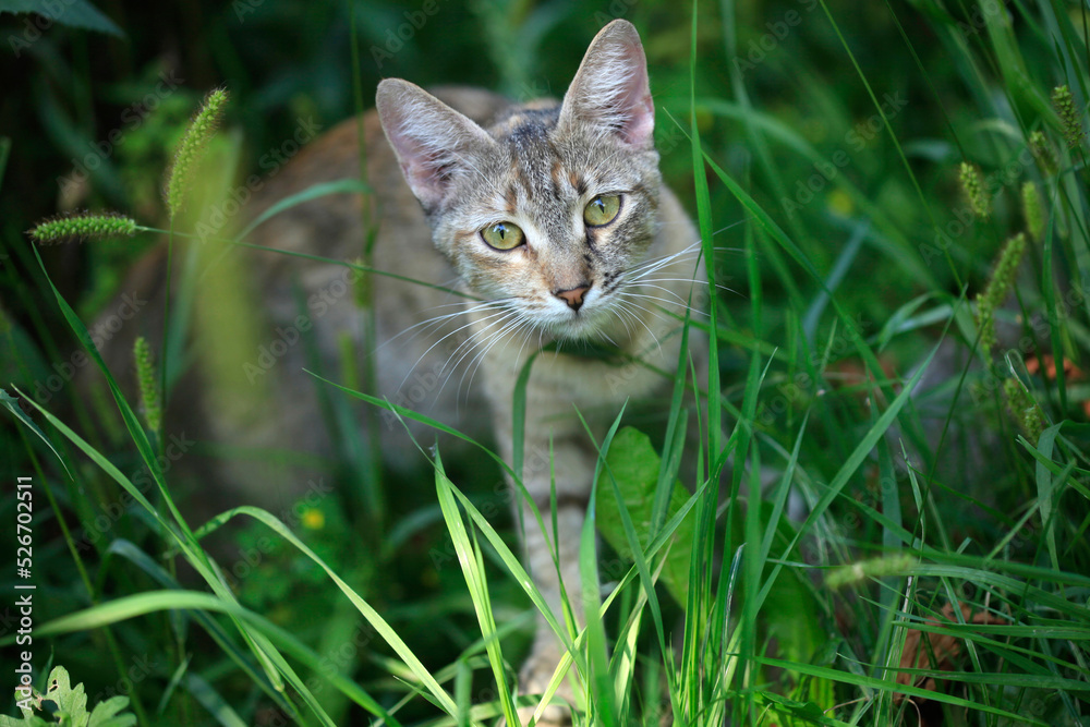 Portrait of wild fluffy cat in garden