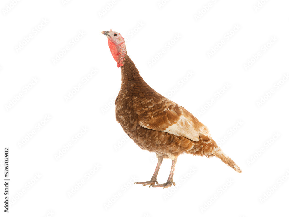 Fototapeta premium brown female turkey isolated on white background