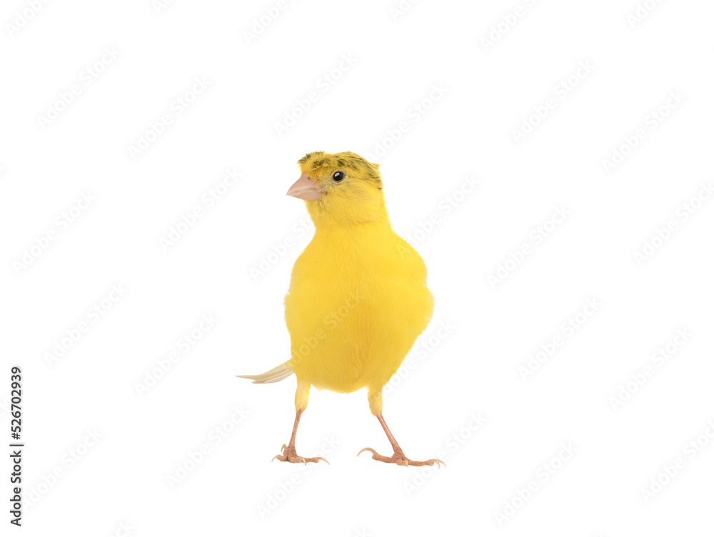 yellow canary isolated on white background. Studio yellow canary isolated on white background. Studio