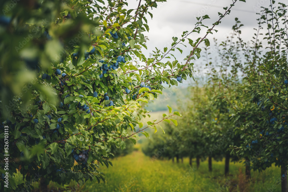 Fototapeta premium Beautiful summer agricultural landscape, gardens with ripe plums before the harvest