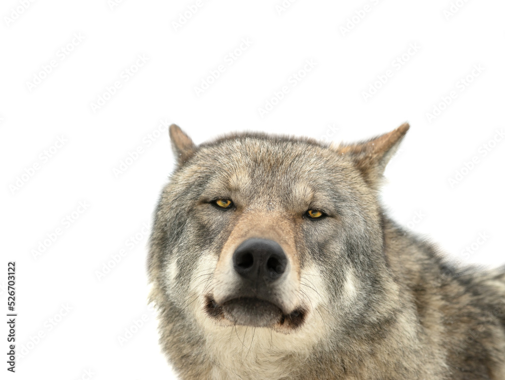 gray wolf portrait isolated on white background