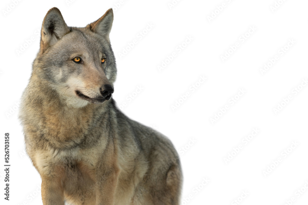 Obraz premium gray wolf isolated on white background