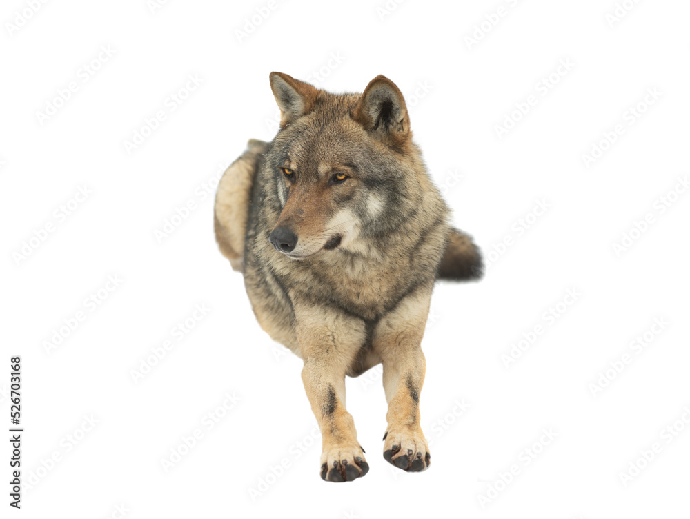 Fototapeta gray wolf lie up on the snow on a white background