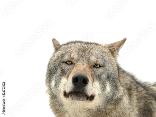 Fototapeta Naklejka Na Ścianę i Meble -  gray wolf portrait isolated on white background