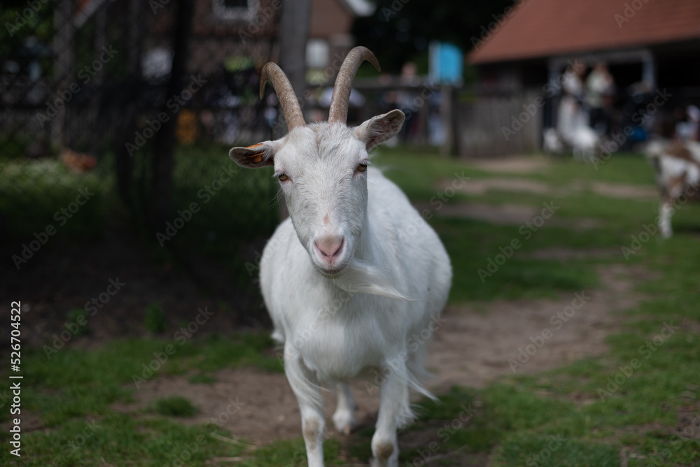 white goat on the farm