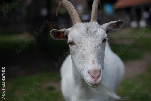 white goat on the farm © Bartu
